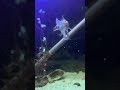 Fish aquarium #guitar #cover #beach #petshorts #fish #fishinglife #fishingvideo #shorts #viral