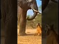 Elephant vs tiger.#shortvideo #shorts #elephant #tiger