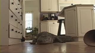 Jackass - Phil vs. Alligator