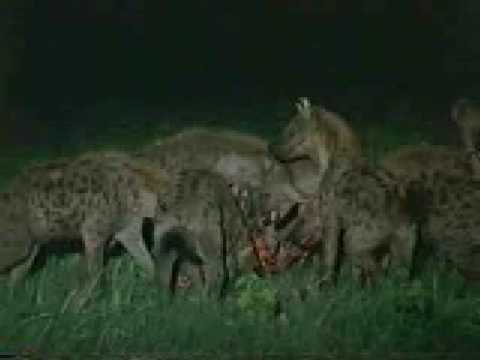 Lion S Vs Hyena Awesome Watch A Male Lion In Action Youtube