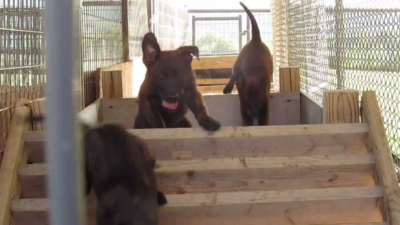 Logan Haus Kennel Dutch Shepherd Puppies YouTube