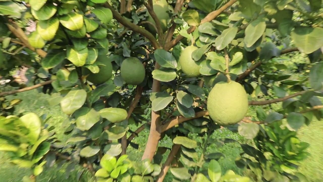 The AWESOME Pomelo Tree YouTube
