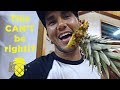 Is this the right way to cut a Hawaiian Pineapple?