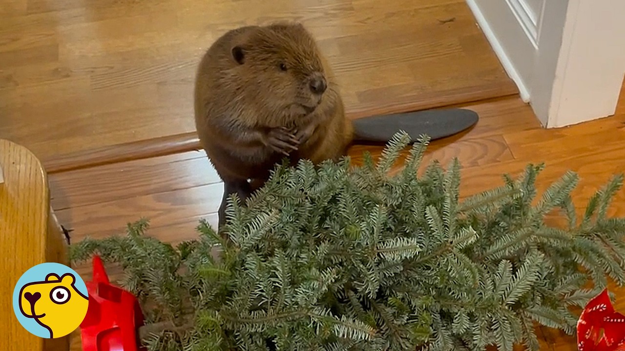 Baby Beaver Shocks Family By Building Christmas Dam