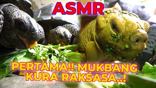 PERTAMA DI DUNIA..! MUKBANG ASMR KURA-KURA RAKSASA AFRIKA..!!