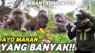 Mukbang With Many Monkeys