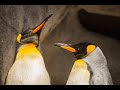 King George und Brille: Unsere beiden Neuen in der Gruppe der Königspinguine