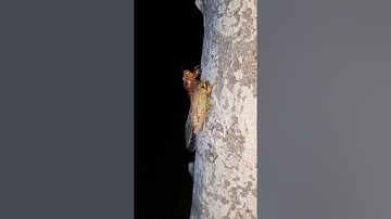 Khám phá ve sầu lột xác #kontumDiscovery #PhuongPhamKT82 #ppkt82