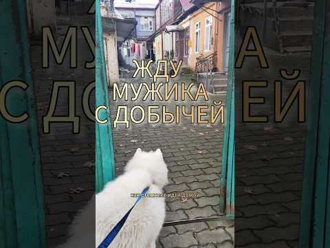 ЖДУ МУЖИКА С