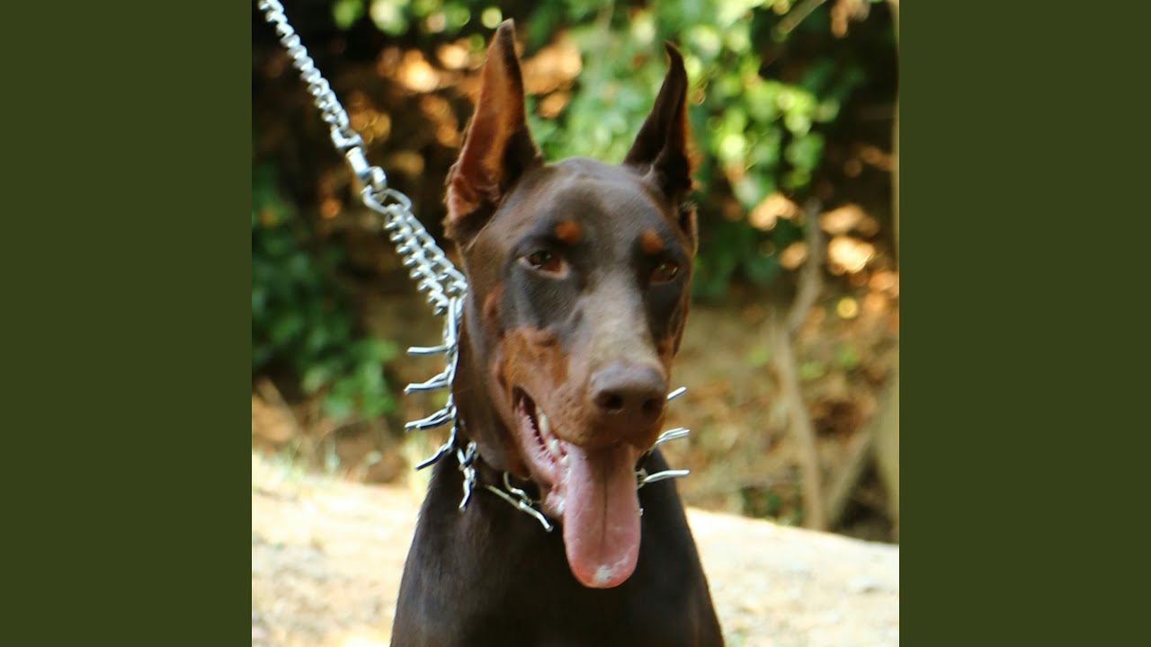 Watch Dog on YouTube Watch Dog on YouTube