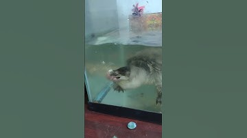 Common snapping turtle handling tips and tricks!‼️💯🔥🐢