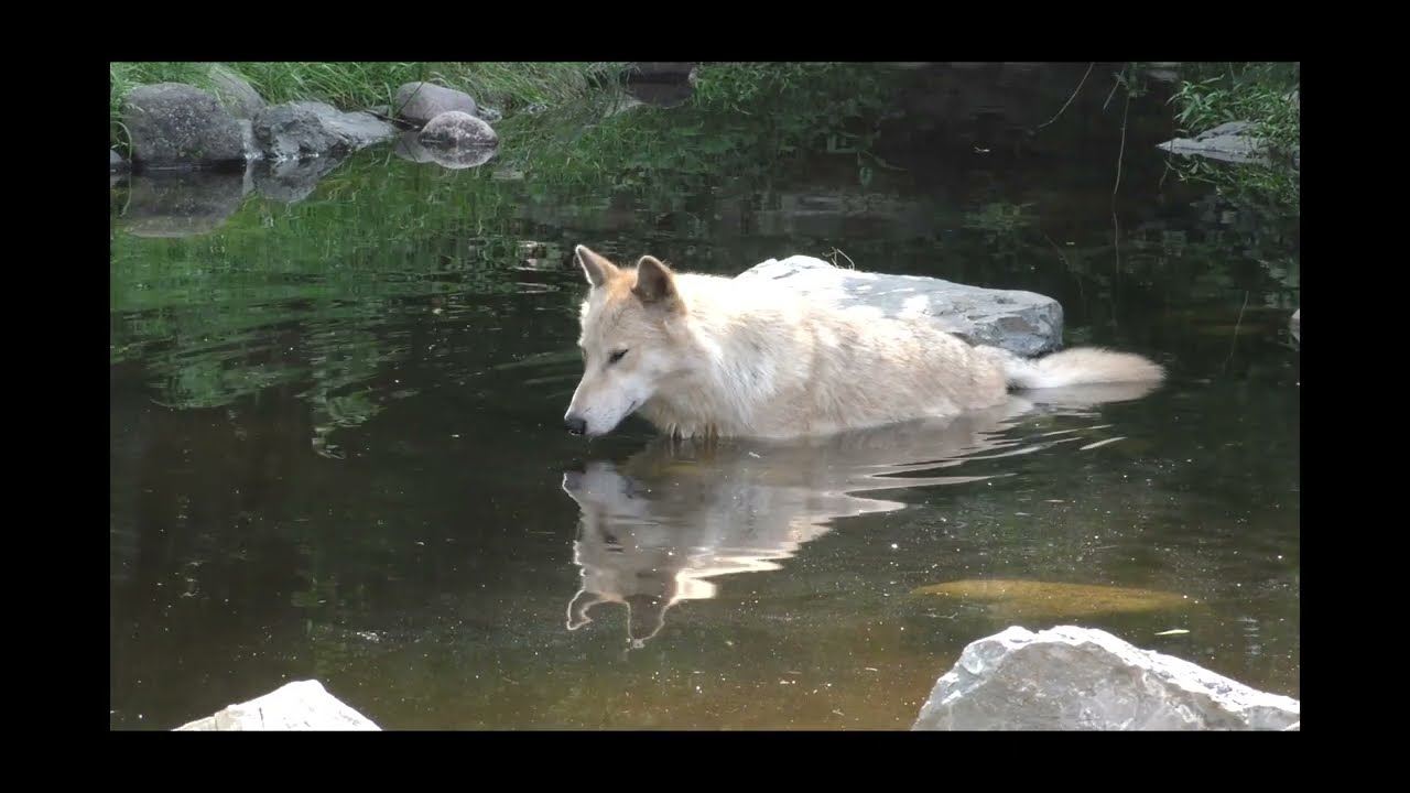 WC - Pack Update 28 July 2023