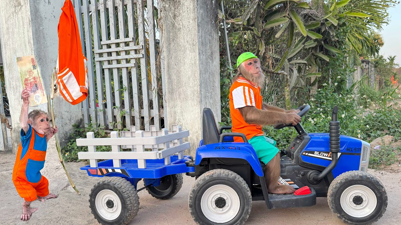 CUTIS Rushes Home After an Unexpected Mishap at the Market