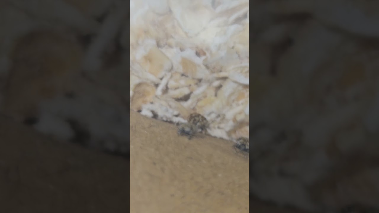 Unusual day active laying behavior of Anthrenus verbasci 