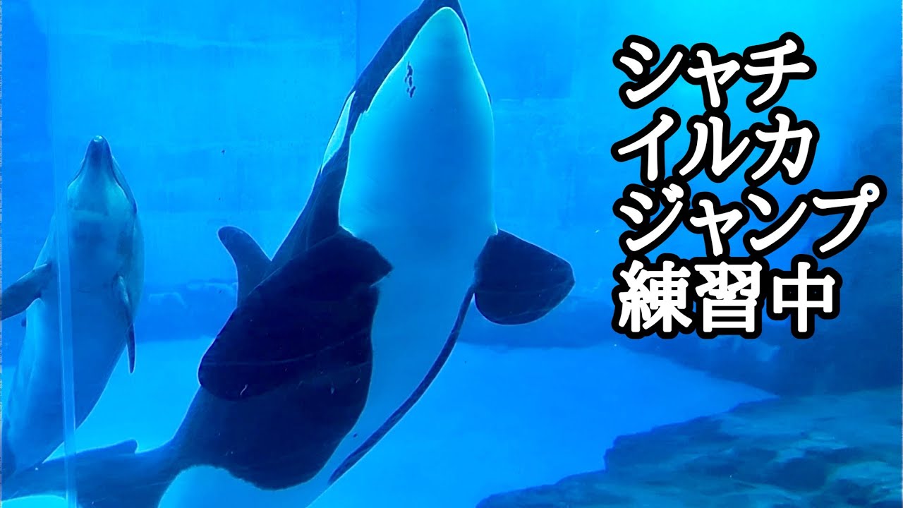 シャチ リンちゃん イルカとジャンプの練習です【名古屋港水族館