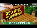 Red Surprise - The red hive throws me a curve ball while resolving the issue once and for all.