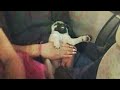 CUTEST BABY ANIMALS - Funny and cute moments of animal loving family 2023