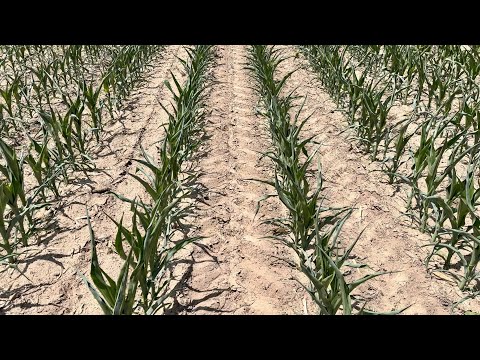 What is the matter with this corn???