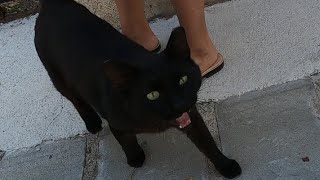 Incredibly cute black cat meows like a stutterer and purrs loudly