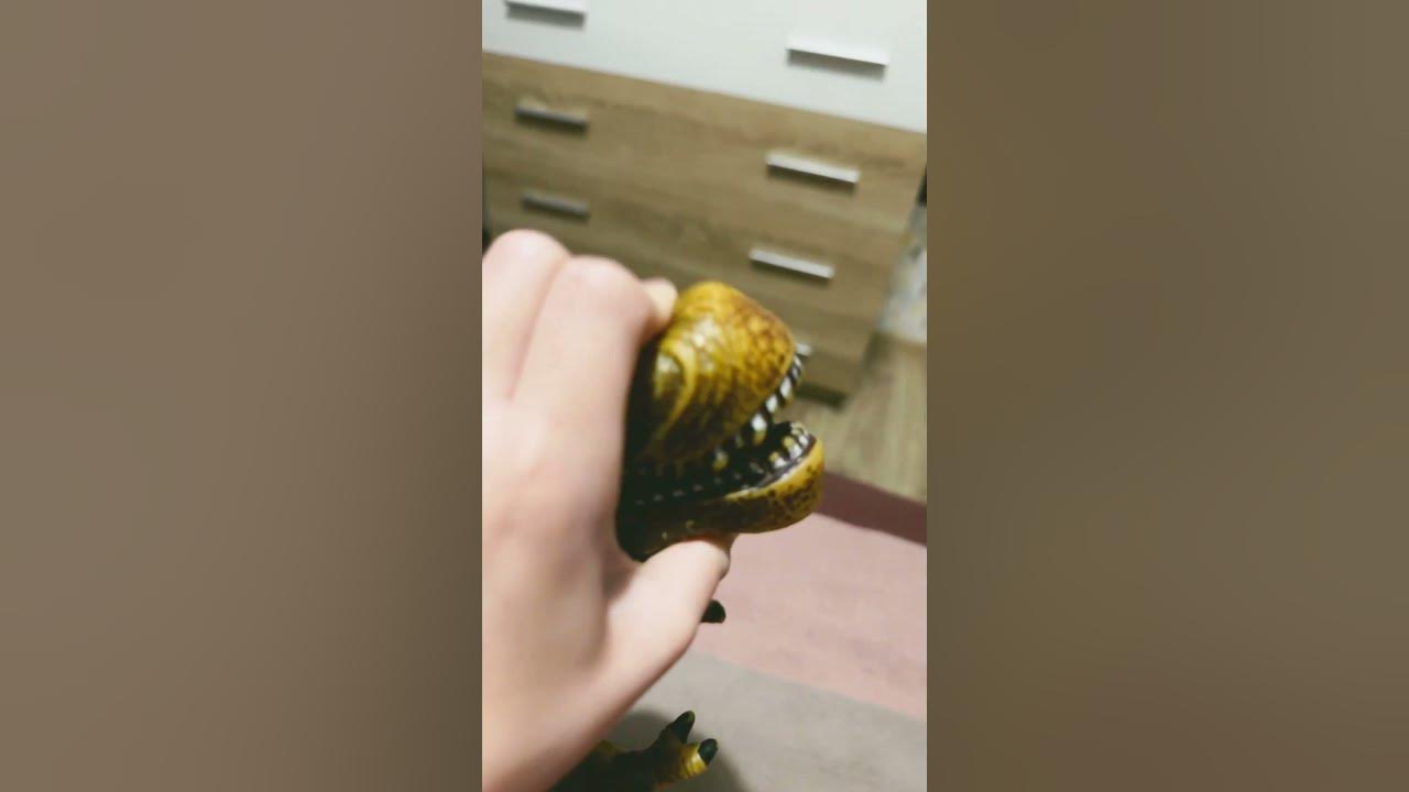 Американский кот - YouTube