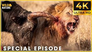 SERENGETI SHADOWS - Deadly Predators Control the Plains (Full Episode) | Nature Animal Documentary