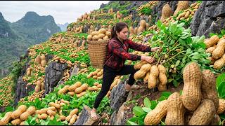 Harvesting 2000kg of Peanuts and Wax Apples, Selling Out at the Biggest Festival