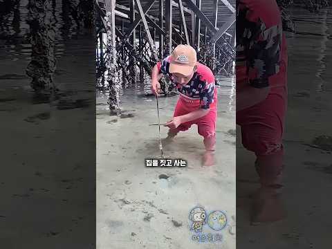 모래 구멍에 십자 모양 막대기를 꽂는 충격적인 이유 thumbnail