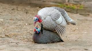 WHAT HAPPENS WHEN A TURKEY CROSSES WITH A GUINEA FOWL?