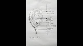 Ovule Diagram How To Draw An Ovule Easily