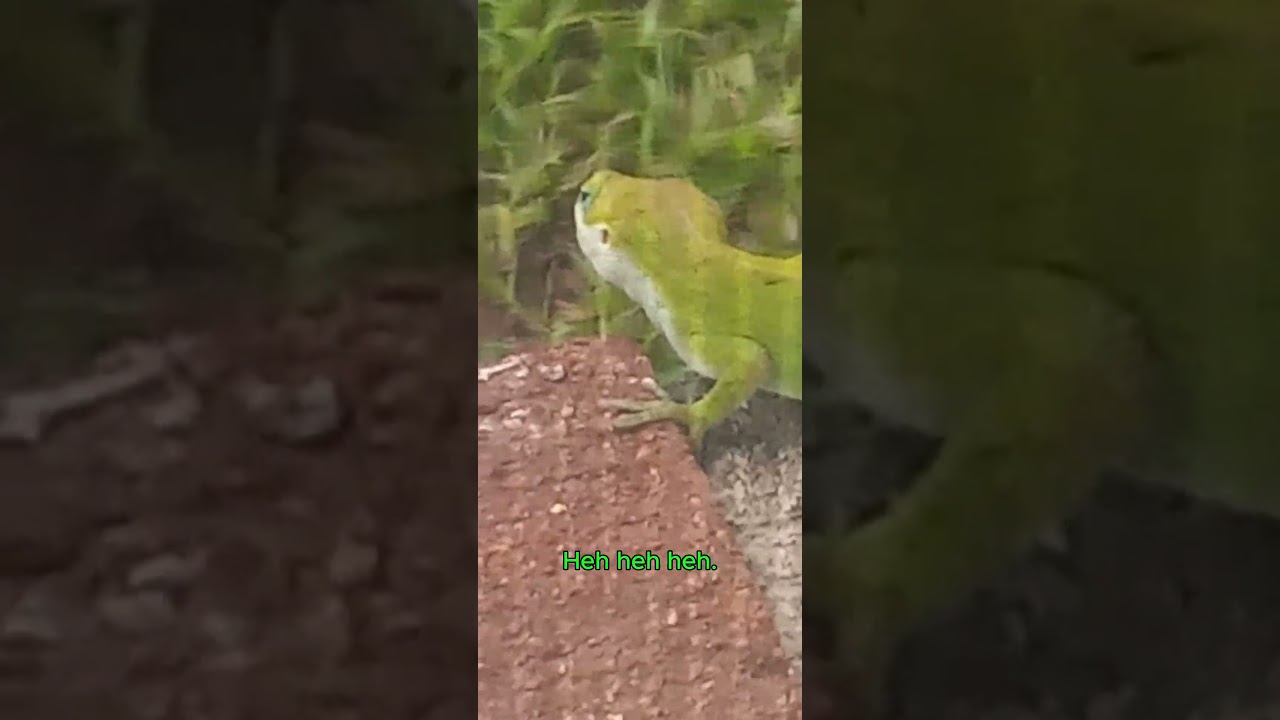 Cute Little Green Anole on Windowsill