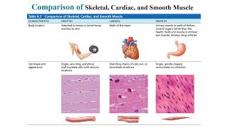 APHY 101 - Muscles, Part 1