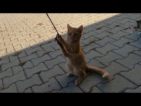 Cute cat likes to play with my hoodie's string