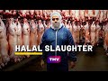 What Is HALAL SLAUGHTER QURBANI Halal Meat Farm Being Muslim 
