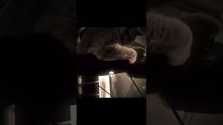 Download Lagu I'm the best pussy MP3