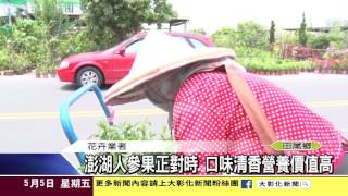 1060505澎湖人參果正對時 口味清香營養價值高