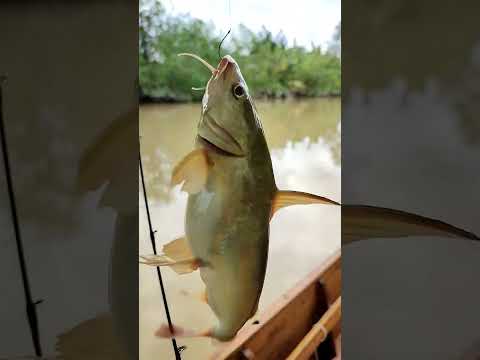 ikan otek air tawar di sungi dangkal 