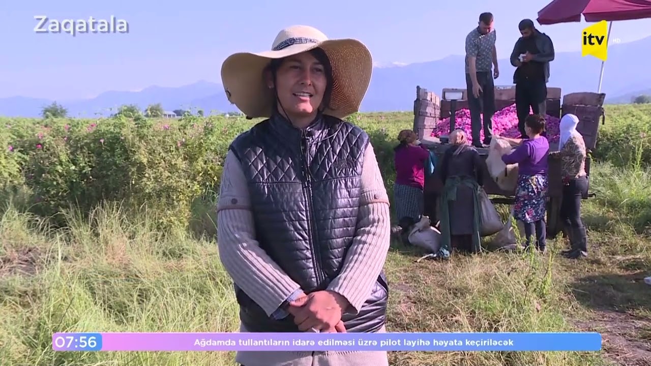 Zaqatalada gül yığımı başa çatır.