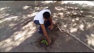 Jesus Adrian Armenta Moroyoqui 3-5 Filosofia-Platando Un Arbol