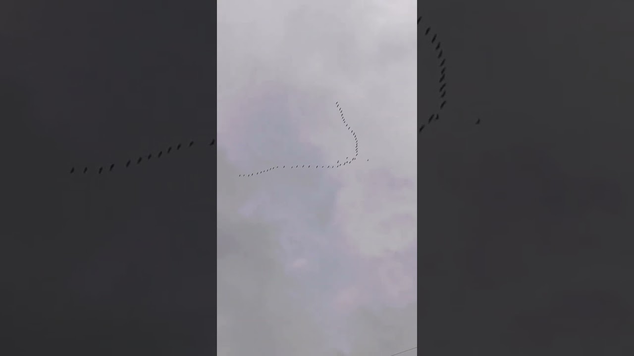 Перелетные птицы, 02.04.2023 