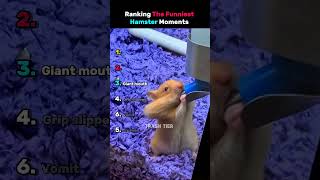 Ranking funniest hamster Moments