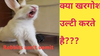 Famous Do rabbits vomit? | Why rabbits can't vomit? | My eden Net Worth