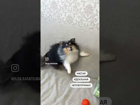 #дрессировкащенка #трюки #дрессировка #dog #dogfitness #shelty #fitness