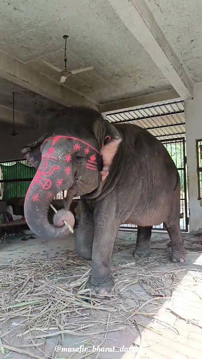 raman reti gokul📍/जय श्री रमन बिहारी लाल mini vlog mathura gokul जय जय श्री राधे 🙏🙏🥹🥹