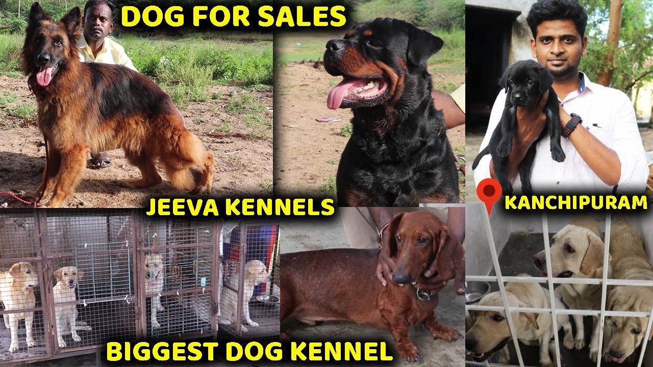 DOG FOR SALES JEEVA KENNELS ALL BREEDS AVAILABLE BIGGEST DOG