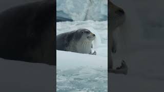Peaceful Tranquil Bearded Seal