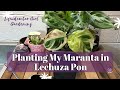 Planting a Maranta in Lechuza Pon