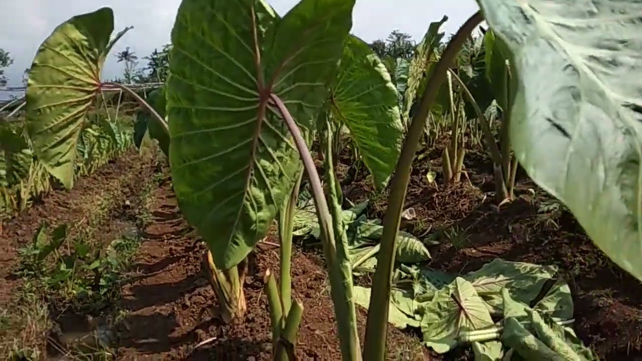 ujicoba talas bermulsa jerami dan pruning daun talas tinggal 2 s/d 3 daun