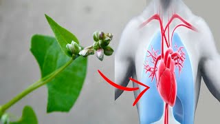 Health Benefits of Black Bindweed
