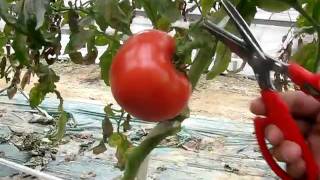 サボテン　No.1282　キャッチ鋏