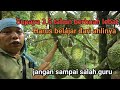 Tiga tahun durian berbuah lebat harus belajar dari ahlinya jangan sampai salah guru